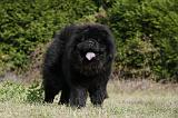 CHOW CHOW 450